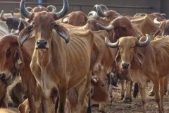 cows
